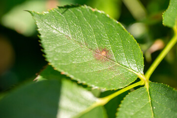 Disease symptoms of  black spot (Diplocarpon rosae) on rose (Rosa) in Japan