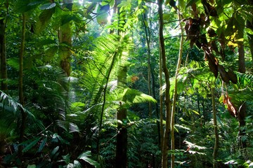 tropical forest in the jungle - obrazy, fototapety, plakaty