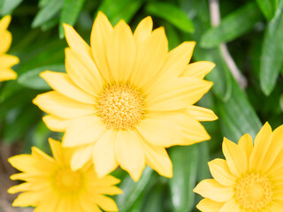 鮮やかな黄色のディモルフォセカの花
