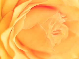オレンジ色のバラのマクロ写真
