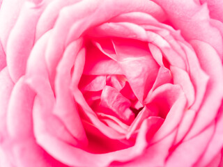 ピンクのバラのマクロ写真
