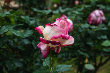 薔薇園の薔薇の花
