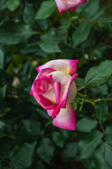 薔薇園の薔薇の花