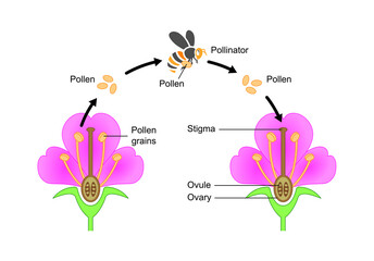 Scientific Designing of Pollination Process. The Most Important Factor in Plants Fertilization. Colorful Symbols. Vector Illustration. - obrazy, fototapety, plakaty