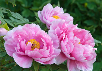 Pink Peony Flowers - Paeonia "Shinmane Otone Mai" © ellenmck