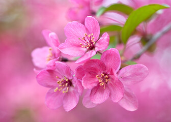 Flowering Crapapple Blossoms - Malus Prairiefire