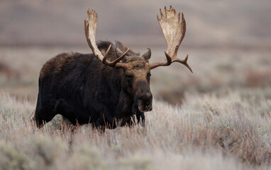 Naklejka na ściany i meble Moose in Grand Teton National Park, Wyoming. 