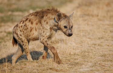 Hyena in Amboseli National Park, Africa