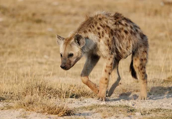 Poster Hyena& 39 s in Amboseli National Park, Afrika © Harry Collins