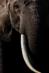 Foto op Canvas Elephant in Amboseli National Park, Wyoming  © Harry Collins
