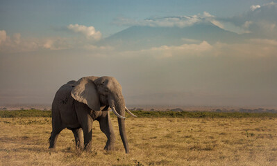 Fototapeta na wymiar Elephant in Amboseli National Park, Wyoming 