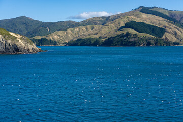 Fototapeta na wymiar Flocks of seabirds on water below as top of South Island and Marlborough Sounds are approached by sea