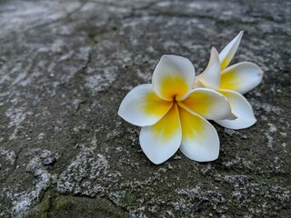 frangipani flower on the stone