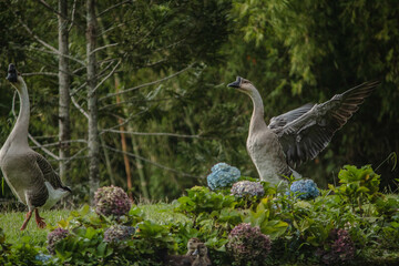 country goose in the park