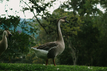 goose on the beach