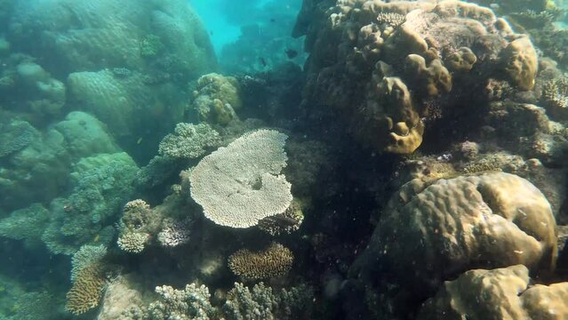 Live corals and fish in Ningaloo Reef Exmouth Western Australia. 