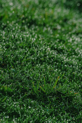 close up of green grass