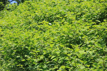 初夏に繁茂している「イタドリ」