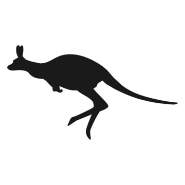 recommend clip art: Kangaroo vector illustration with silhouette design on white background.