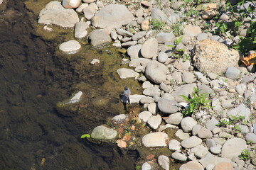 川原の石に乗っている一羽の「ハクセキレイ」