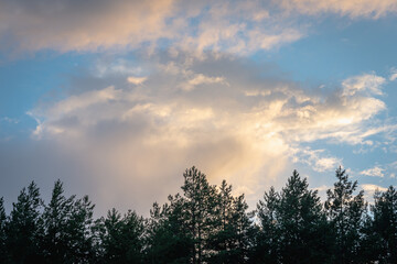 Nature. Trees at sunset in spring.