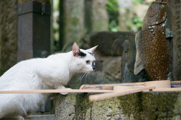 Stray cats living in Fushimi Inari Taisha Shrine in Japan