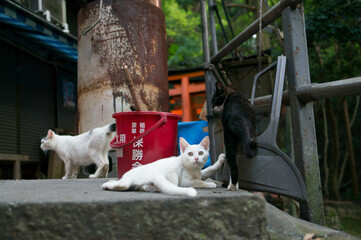 Stray cats living in Fushimi Inari Taisha Shrine in Japan