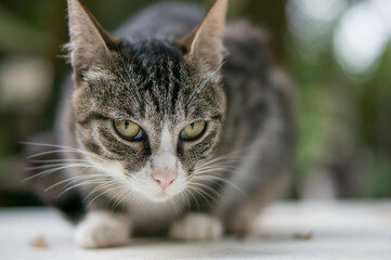 Wild cat living in a Japanese shrine
