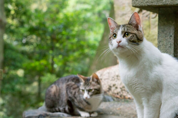 Naklejka na ściany i meble Wild cat living in a Japanese forest 