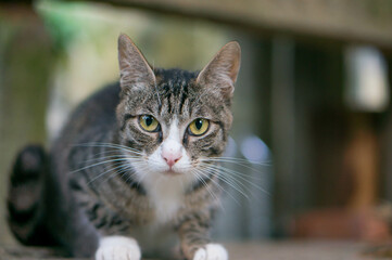 Wild cat living in a Japanese shrine

