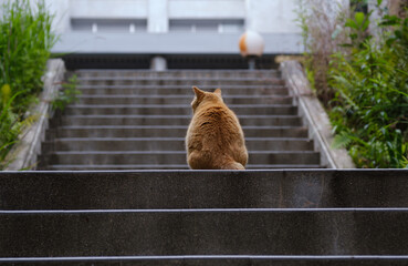 たたずむ猫