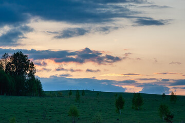Nature. Trees at sunset in spring.