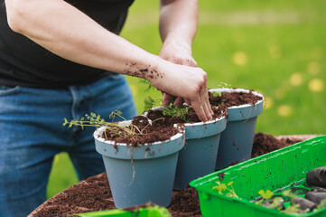 Gardening: grow beautiful vegetables, herbs, and flower outdoor in the home garden