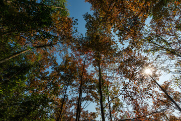 Maple trees in Ban Viet Lake, Cao Bang, Vietnam