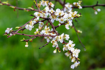 Spring blossoms against the blue sky. Flowers on a plum tree.