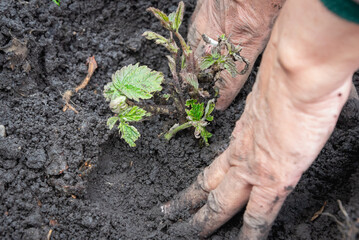 Manual transplantation of strawberry sprouts into the ground.
