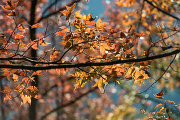 Maple trees in Ban Viet Lake, Cao Bang, Vietnam