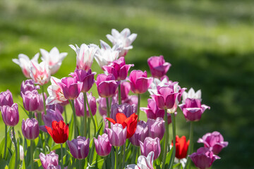 Assorted Tulip flowers in Windmill Island Gardens, Holland, Michigan