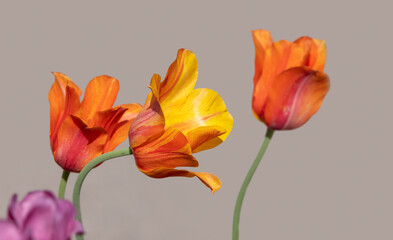 Colorful Tulip flowers against light brown background.
