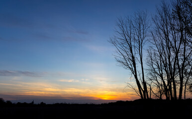 Fototapeta na wymiar Silhouette of tall trees against sunset sky background