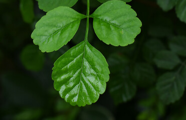 water, leaf, green, grass, dew, nature, drop, rain, plant, macro, leaves, wet, drops, raindrop, close-up, freshness, fresh, summer, blade, environment, spring, plants, morning, abstract, droplets