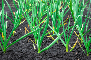 Stems of green garlic in the ground.