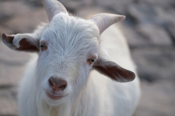 close up one white goat looking at camera, blur background