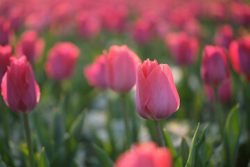 many pink tulip flowers under sunlight. Blur background