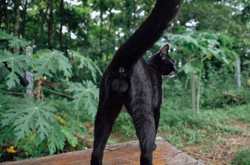 cute black cat playing in backyard