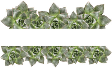 Many green succulents on white background with space for text