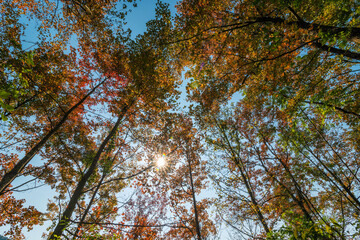 Maple trees in Ban Viet Lake, Cao Bang, Vietnam