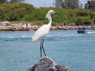Snowy egret long legged water bird standing on rock over waterfront