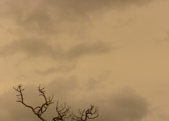 gloomy dead tree in stormy sky with sunset