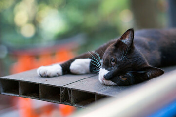 Wild cat living in a Japanese forest

